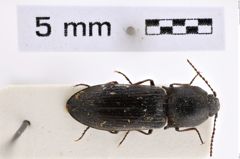 Foto (Dorsalansicht) von Paraphotistus insularis (NHMW-ZOO-COL-0007998)